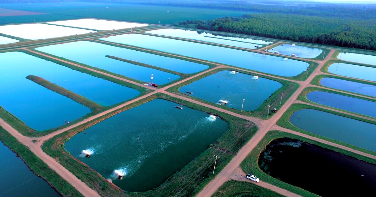 Aquaculture ponds with paddlewheel aerators