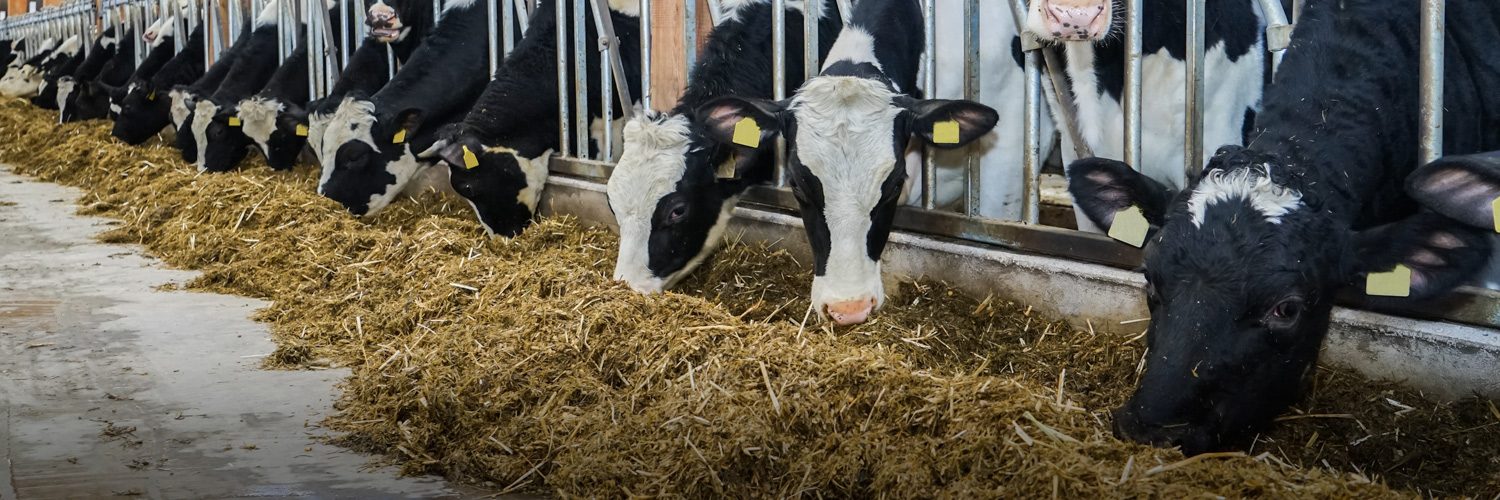 Dairy cattle at the feed bunk
